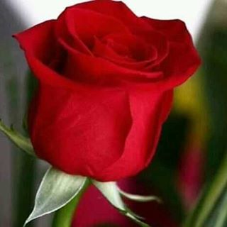 Profile Picture of Omar Mussa (@omar.mussa.9421) on Facebook