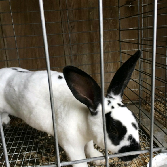 Profile Picture of Judy Radish (@radish61) on Poshmark