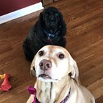 Profile Picture of Gracie, Luke & Chandler (@lukechandlerandgraciedogs) on Instagram