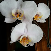 Profile Picture of Olga Fedosova (@olgafedosova885) on Youtube