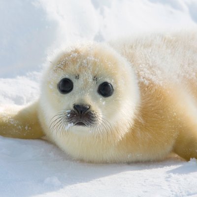 Profile Picture of Cesar Andy Ortega Suchy (@CesarSuchy) on Twitter