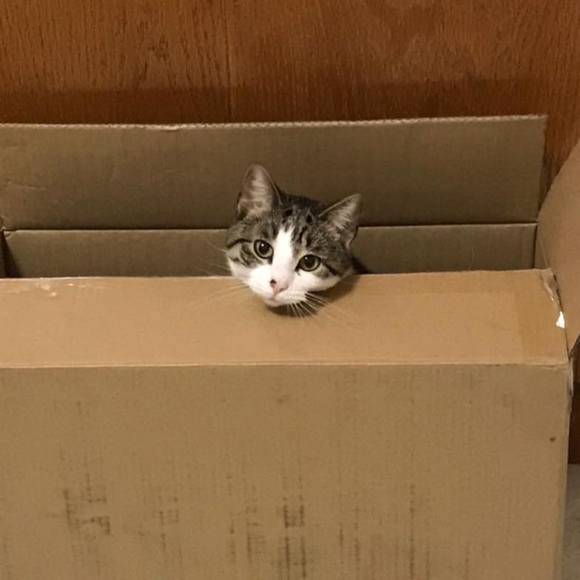 Profile Picture of Lee Eltom (@leltom) on Poshmark