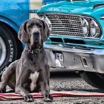 Profile Picture of Rusty Pat (@rusty.pat) on Instagram