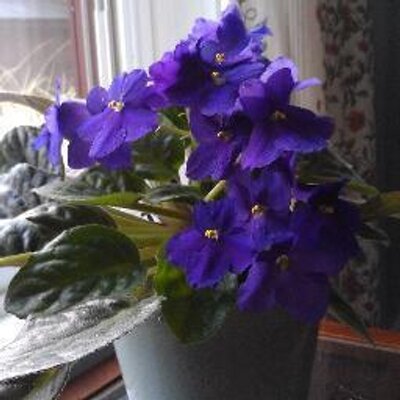 Profile Picture of Anne Kennedy (@AMAC1952) on Twitter