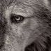 Profile Picture of Travis Dean Batchelor (Mahurin) (@badtravis) on Facebook