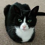 Profile Picture of Anthony Flinn (@antflinn) on Instagram