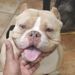 Profile Picture of antwan moore (@powerupbullyz) on Instagram