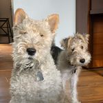Profile Picture of Hendrix & Holly (@hendrixandholly) on Instagram
