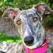 Profile Picture of Alice O'Hearn (@aliceohearn) on Pinterest