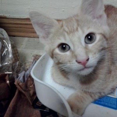 Profile Picture of Tori Parrish (@reesecuplover7) on Twitter