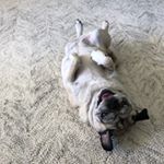 Profile Picture of Petunia Marie Wafflebottom (@petuniamariewafflebottom) on Instagram