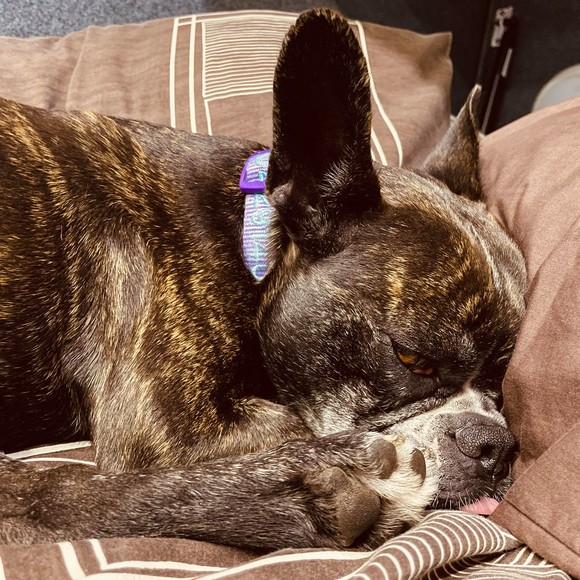 Profile Picture of Tamara Zerner (@divamaiden) on Poshmark