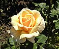 Profile Picture of Rosa 'Diamond Jubilee'on Wikipedia