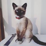 Profile Picture of Luis Felipe Dimate Cubillos (@luis_dimate) on Instagram