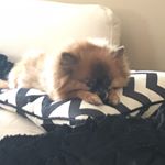 Profile Picture of Brett Gilliland (@mach_the_pom) on Instagram