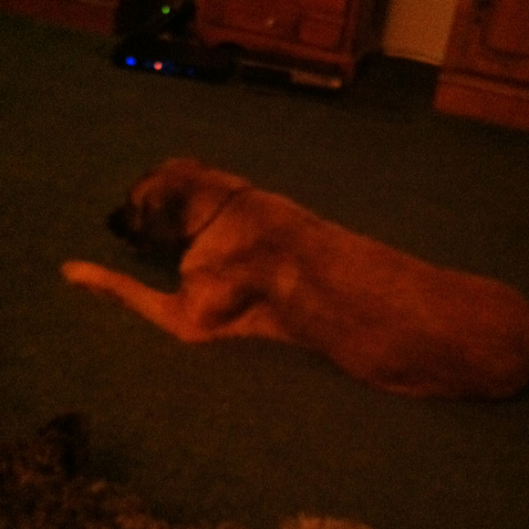 Profile Picture of Kim Pedigo (@dimpleskim) on Poshmark