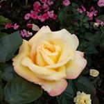 Profile Picture of Августа Рупп (@alisaavgusta) on Instagram