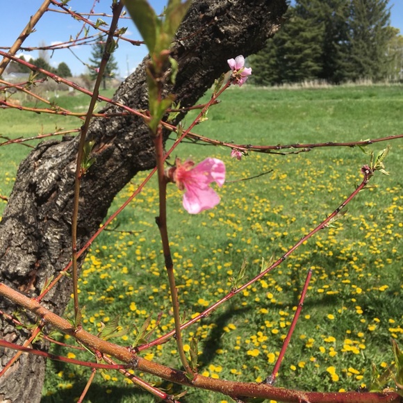 Profile Picture of Amy Hull (@aggieinid) on Poshmark