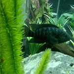 Profile Picture of Maurice Richardson (@maurice.richardson) on Instagram