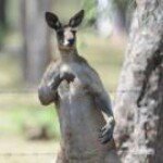 Profile Picture of Carson Walker (@carson_walker) on Instagram