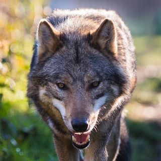 Profile Picture of Cyril Richard (@cyril.richard.526) on Facebook