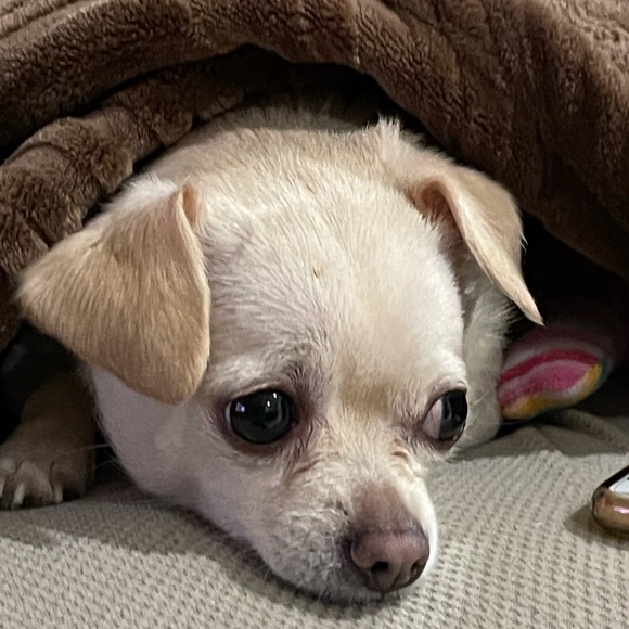 Profile Picture of Sandra Bardales (@itssanbar) on Poshmark