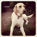 Profile Picture of Rebecca Singleton (@dalfie2016) on Pinterest