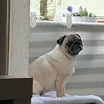 Profile Picture of claudia quantius (@quantiusclaudia) on Instagram