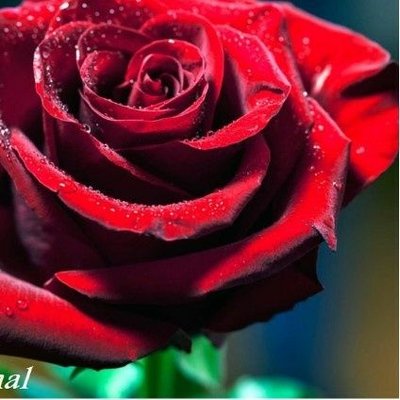 Ken Coit - Twitter Profile Picture of Ken Coit (@kencoit) on Twitter