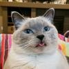Profile Picture of Darrel Olson (@darrelolson) on Tiktok