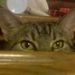 Profile Picture of Clay Plummer (@clayplummer) on Pinterest