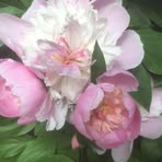 Profile Picture of Jody Uvalle (@jody.uvalle.9) on Facebook