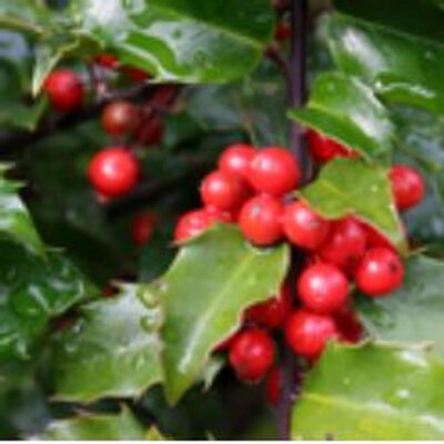 Profile Picture of MAVIS Moody (@MAVISmoody69117) on Twitter