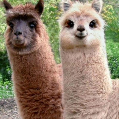 Josef K. - Twitter Profile Picture of Josef K. (@apls452) on Twitter