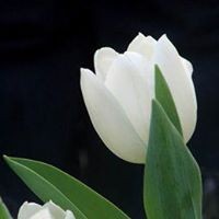 Profile Picture of Henry Merry Halim (@henry-merry-halim) on Quora