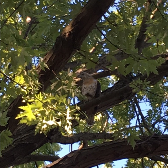 Profile Picture of Kyle Gibson (@adesix) on Poshmark