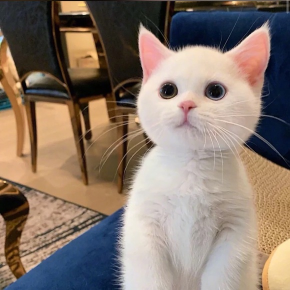 Profile Picture of Alvin Wang (@alvinwang) on Poshmark