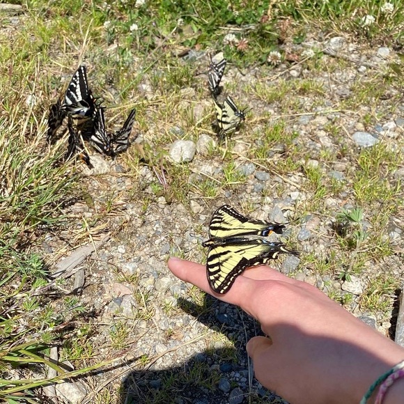 Profile Picture of Chloe Proctor (@chloe_squishmal) on Poshmark