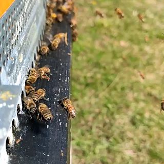 Profile Picture of Daniel Mosconi (@danmosconirabbi) on Facebook