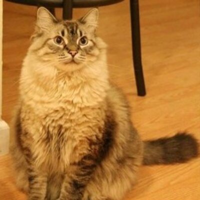 Profile Picture of Yao Zhao (@jingoshine) on Twitter