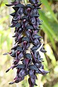 Profile Picture of Mucuna prurienson Wikipedia