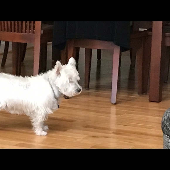 Profile Picture of Denise Halstad (@deniseyce) on Poshmark