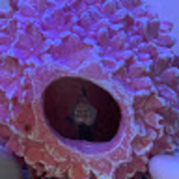 Profile Picture of Lindsey Henyan (@lhenyan) on Poshmark