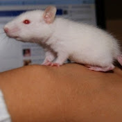 Profile Picture of Frederic Skinner (@fredericskinner4233) on Youtube