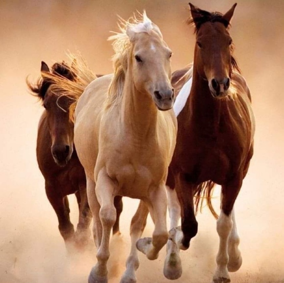 Profile Picture of Shawqi Abed (@shawqi987) on Poshmark