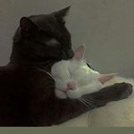 Profile Picture of black buffalo 🐾 🏀.     @2pac (@marvan_adam_cj) on Instagram