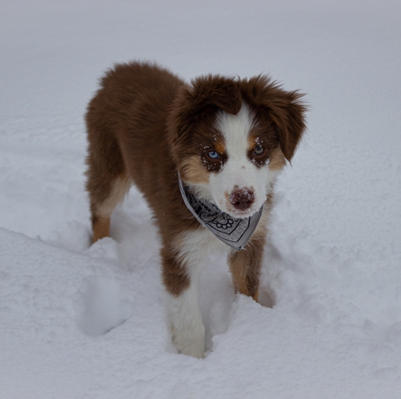 Profile Picture of Ashley Horrall (@ashleyhorrall) on Poshmark