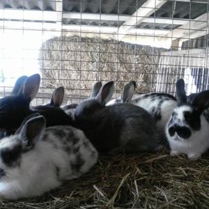 Profile Picture of Robert Hewett (@roberthewett56) on Twitter