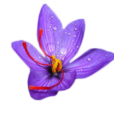 Profile Picture of Saffron Cherry TV (@SaffronCherry) on Twitter