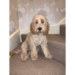 Profile Picture of Eric Pollock (@eric.thecockapoo) on Instagram